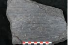 Foto (Detailansicht) von Syringodendron cyclostigma Brongniart (NHMW-GEO-2024-0188-11115)